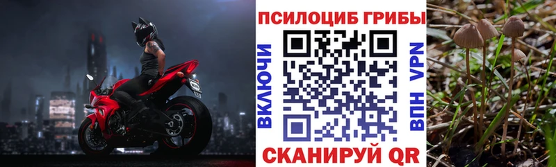 где купить наркотик  Зеленоградск  Галлюциногенные грибы Psilocybine cubensis 